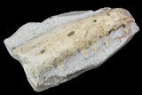Fossil Mosasaur (Tethysaurus) Jaw Section - Goulmima, Morocco #107087-4